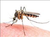 תוצאות מבטיחות בניסוי בחיסון נגד קדחת הביצות (מלריה)