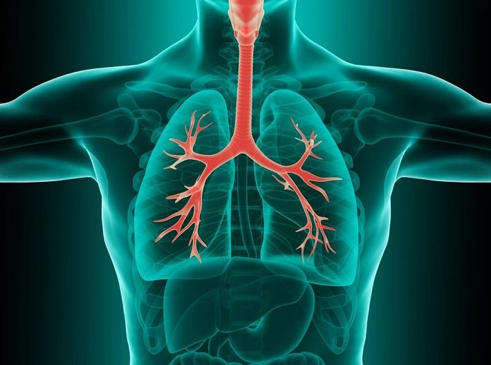 הדמיה של מערכת נשימה של אדם, כולל קנה הנשימה, הריאות והסמפונות.