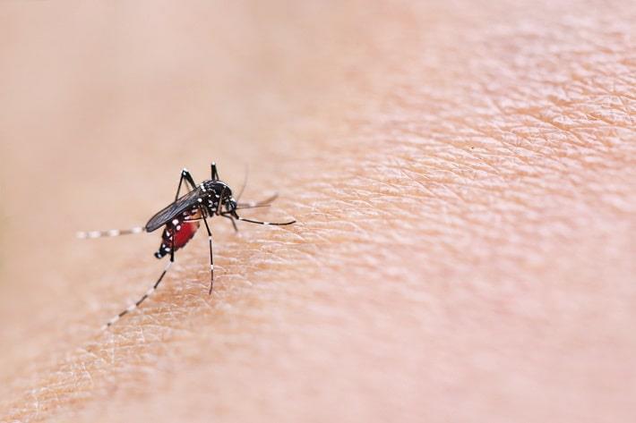 אדם נעקץ על ידי יתוש נגוע בנגיף קדחת הנילוס המערבי