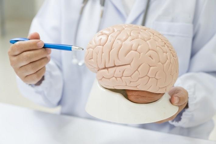 יד של נוירוכירורג מדגים על דגם של מוח לפני ניתוח הידרוצפלוס 