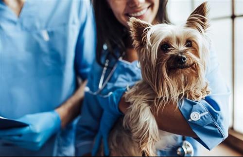 רופאה וטרינרית מחזיקה כלב במרפאה