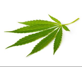 שימוש בקנביס והתפתחות מחלות נפשיות בקרב צעירים