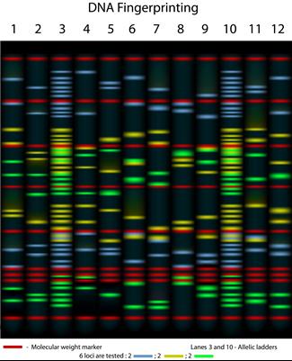 נישואי קרובים: אילן יוחסין של מחלות