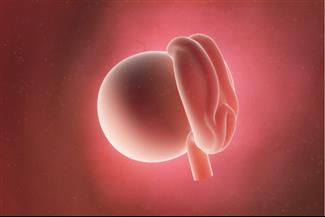 שבוע 4 להריון