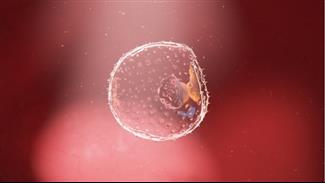 שבועות 1-2 להריון