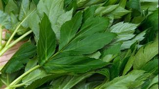 הצמח היפני אשיטבה: האם נמצא בו המפתח לאריכות ימים?