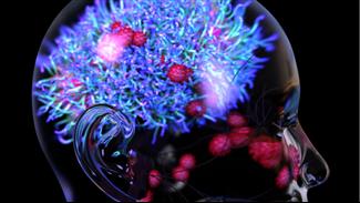 ראיות נוספות לכך שקוביד עלול להזיק למוח