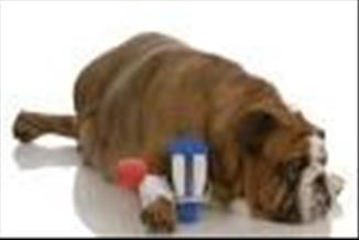 טיפול גנטי לסוכרת בכלבים