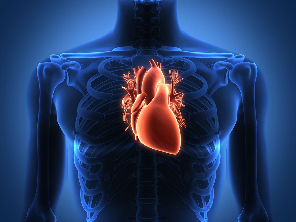 טלאי לבבי היברידי שעתיד להחליף את השתלות הלב