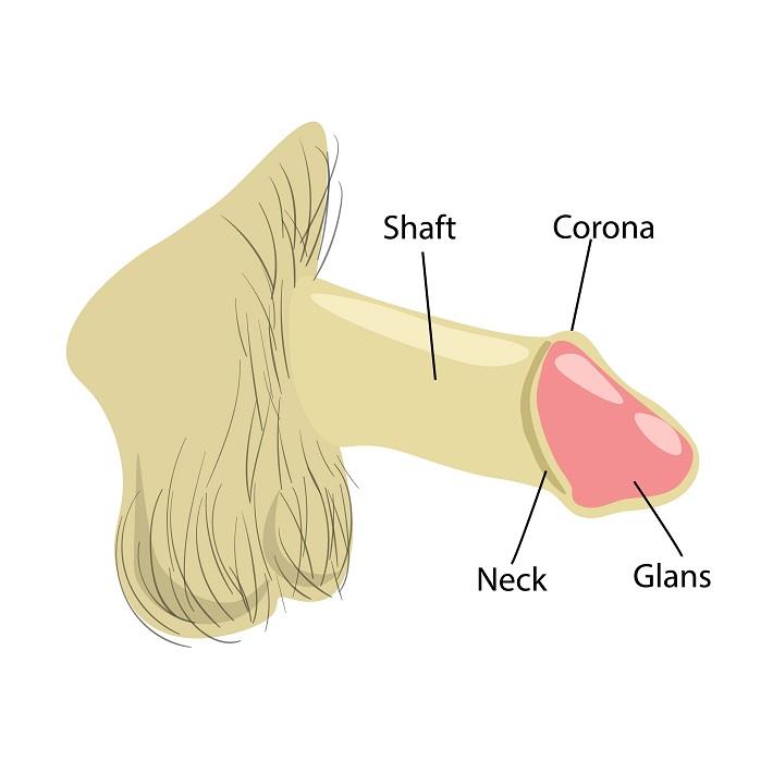 איור של פין כולל עטרה, ראש הפין