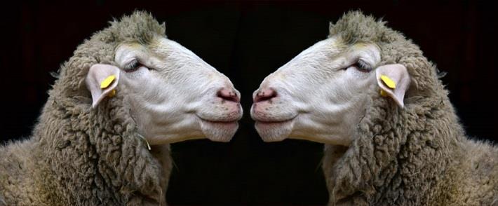 כבשה והשיבוט שלה מביטות זו בזו
