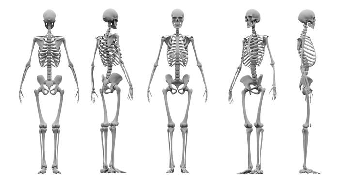 הדמיה תלת מימדית של מערכת השלד בכמה מנחים