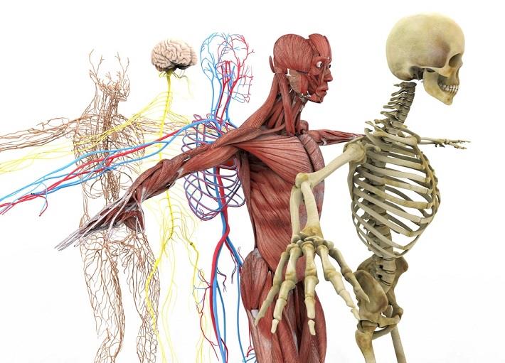 כמה הדמיות של מערכות אנטומיה שונות של גוף האדם