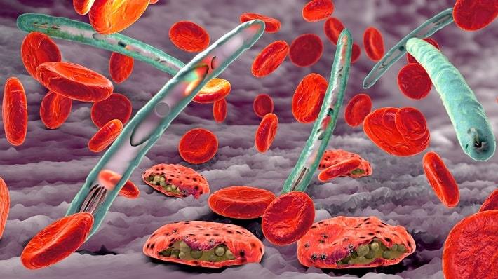 הדמיה תלת ממדית של פתוגנים של מלריה תוקפים כדוריות דם אדומות, כלורוקווין 