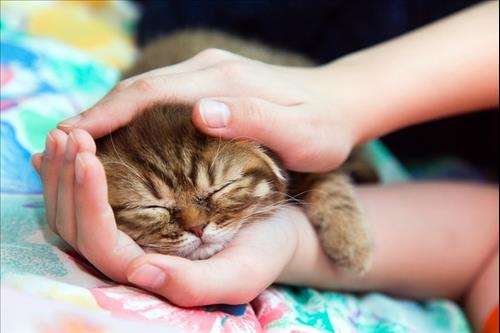 ידיים של ילדה מלטפות גור חתולים, טיפול בעזרת בעלי חיים